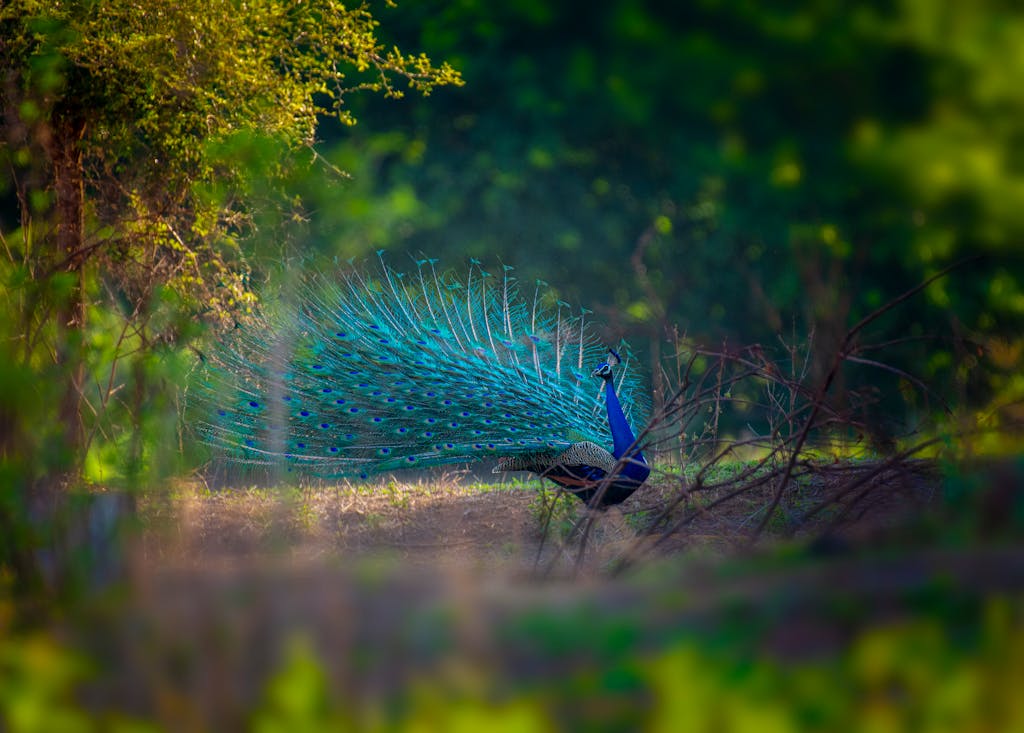 A stunning peacock showcasing its vibrant feathers amidst lush forest greenery.