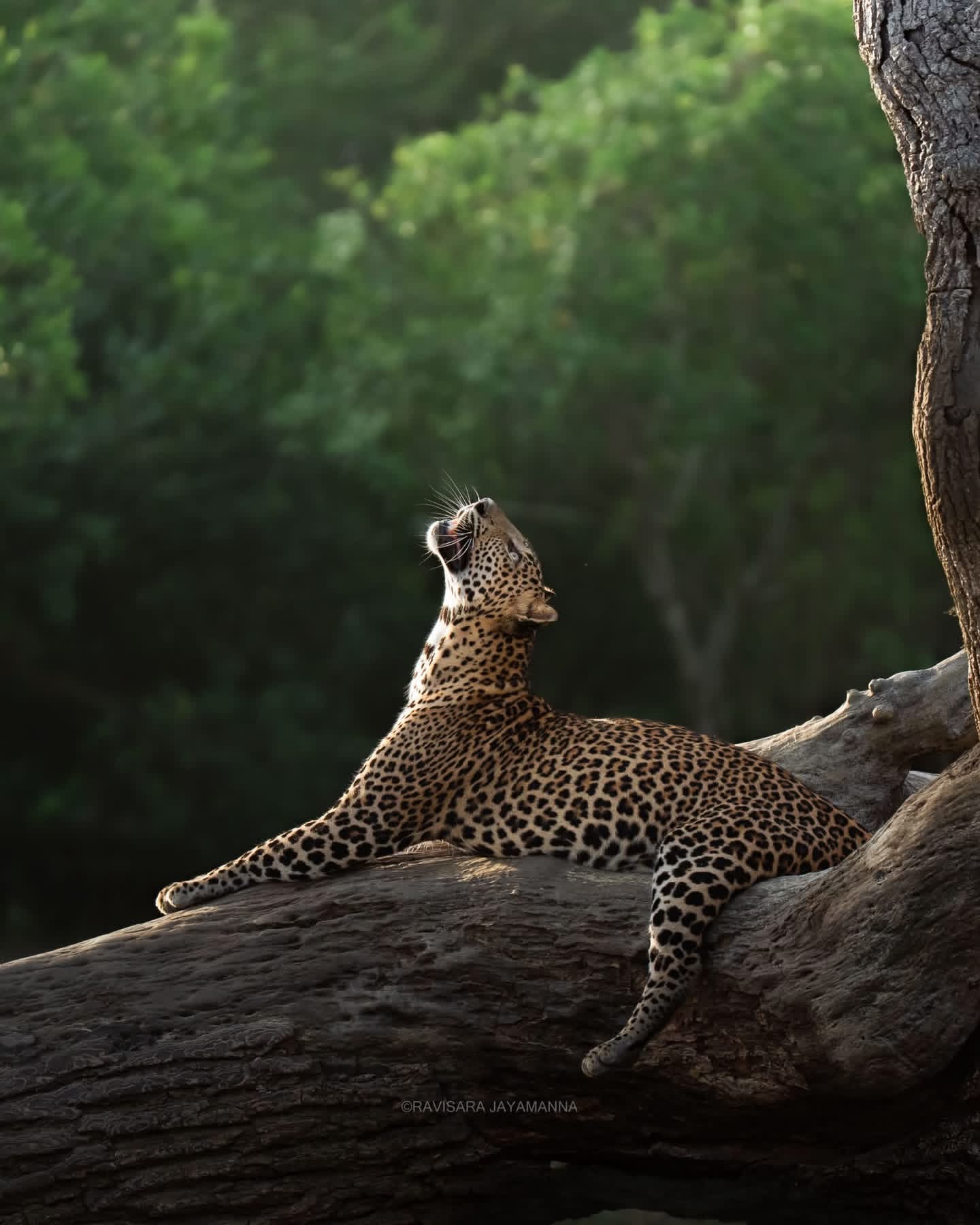 Wildlife & Safari Sri Lanka